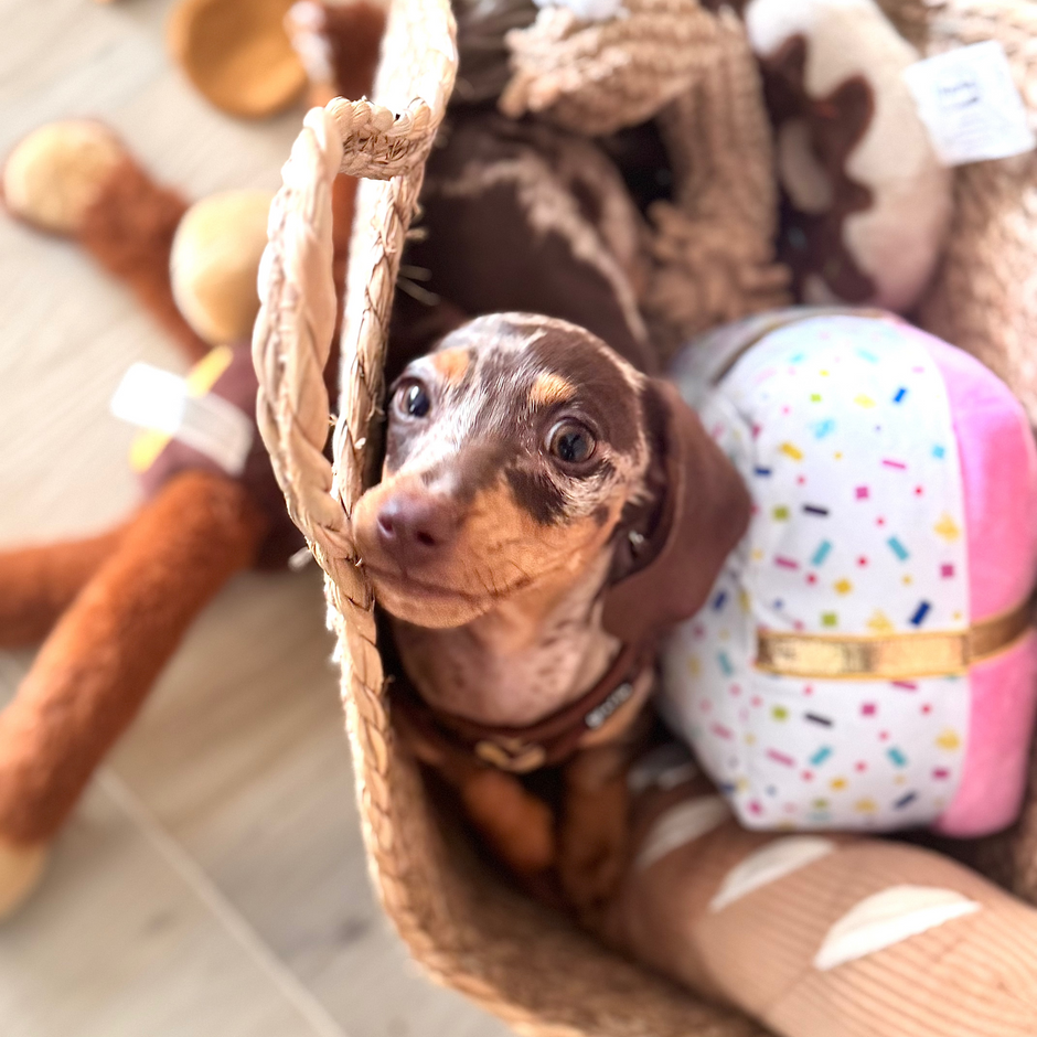 Welpen, Hundeleinen, Halsbänder, Hunde, handgemacht